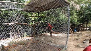 Monkeys in Antigua amp Potworks Dam [upl. by Icken42]