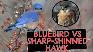 Sharp Shinned Hawk Catches Eastern Blue Bird [upl. by Metcalf]