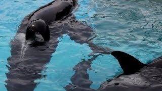 Kasatka Makani Keet Shouka and Ikaika in Shamu CloseUp 7513 [upl. by Thorn]