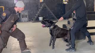 The cane Corso Defence training [upl. by Howlyn98]