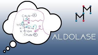 Aldolase Mechanism [upl. by Hurlbut269]