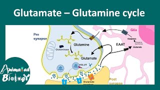 GlutamateGlutamine cycle  Astrocyte in glutamateglutamine metabolism [upl. by Hollingsworth]