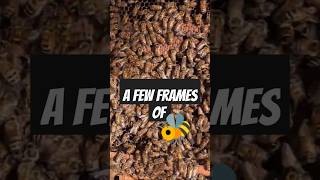 Bee Frames 🔥🔥🔥 [upl. by Odnuges]