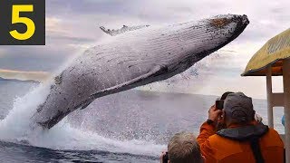 Top 5 AMAZING Whale Spotting Moments [upl. by Melita]