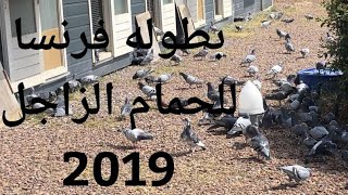 بطوله فرنسا للحمام الزاجل championnat de France roye pigeon [upl. by Christianson]