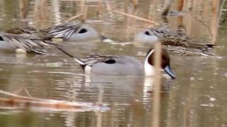 Capital Naturalist Northern Pintail Ducks [upl. by Edna195]