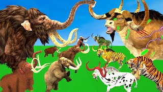 10 Zombie Bulls Vs 10 Cow Buffalo Vs Giant Tiger Saved By Woolly Mammoth Elephant Fight Tiger Bull [upl. by Trescha]