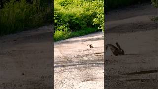 A brown hare on the road [upl. by Icken]