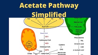 Acetate Pathway Pharmacognosy [upl. by Bonnell]