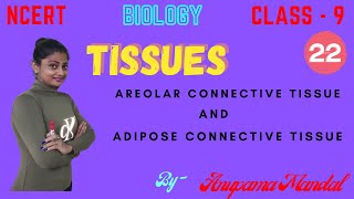 TISSUES  AREOLAR AND ADIPOSE CONNECTIVE TISSUE  CLASS  9  BIOLOGY [upl. by Aciamaj708]