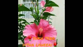 ⚘sukh tera ditha leheeai⚘ shorts WhatsApp status 🌷 Dhan Sri Guru Nanak dev ji🌷 [upl. by Airrotal]