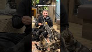 I WENT TO A CAT CAFE 🐈  cat kitten cutecat london viralvideo [upl. by Enelime]