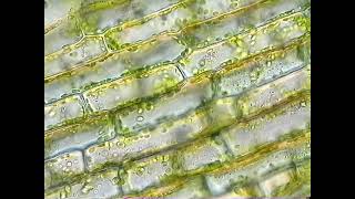 Cyclosis in a cell of Elodea [upl. by Asiilanna]