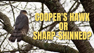 Coopers Hawk vs SharpShinned Hawk  Bird Identification [upl. by Ardel]