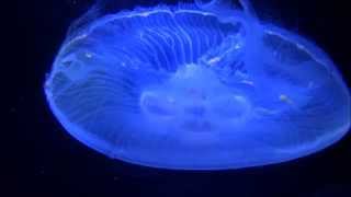 La medusa común  Aurelia aurita  Medusa Luna  Royalty Free Stock Footage 4K 60FPS [upl. by Namie]