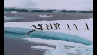 Penguins Jump in the water 🐧 [upl. by Eskill]