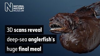 3D scans reveal deepsea anglerfishs huge final meal [upl. by Callida887]