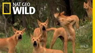 Dingo Fast Food  Nat Geo Wild [upl. by Ynohtnad]