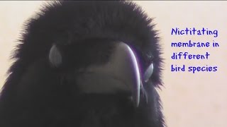 Nictitating membrane in different bird species [upl. by Compton992]