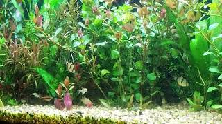 Beamswork fspec 10k vs beamswork 6500k aquarium planted tank [upl. by Aan323]