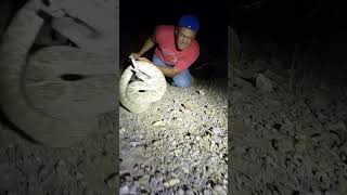 Rattlesnakes in my yard snakes neighborhood viralvideo [upl. by Ik]