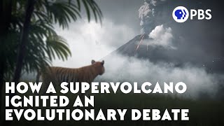 How a Supervolcano Ignited an Evolutionary Debate [upl. by Tuck469]