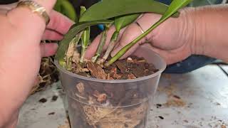 Dividing and potting orchids from Kris Schmidt [upl. by Jae]