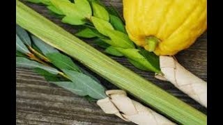 How to Shake a Lulav and Etrog [upl. by Herb512]