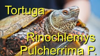 Tortugas Rinochlemys Pulcherrima Pulcherrima del Centro Mèxicano de la Tortuga [upl. by Omero]