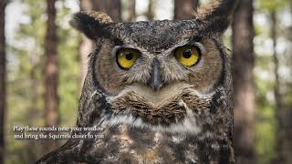 how does Great Horned Owl Sounds  Voice amp Calls  Attract [upl. by Eniksre]