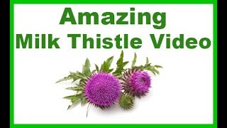 All You Need to Know About the Amazing Milk Thistle Plant Uses Benefits and Side Effects [upl. by Lsiel62]