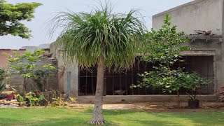 Best Palm Tree For Home Garden  Ghar ke bageeche ke lie sabase achchha palm [upl. by Ainel]