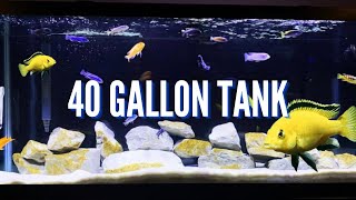 Top 5 Cichlid Tank Setups for a 40 Gallon Aquarium [upl. by Ahsias]