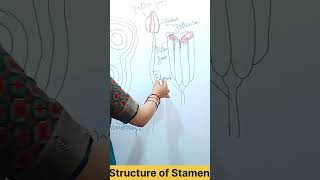 Structure of Stamen  sexual Reproduction in flowering plant Structure and function of flowers [upl. by Mikaela624]