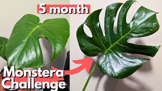 I grew this plant as FAST AS POSSIBLE [upl. by Eldridge]