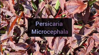 Persicaria Microcephala How to grow this plant and propagate cuttings [upl. by Anaujik683]