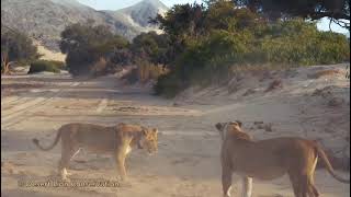 Aggression Among Newly Partnered Desert Lions Day 4 Insights From Namibia  DesertLionInfo [upl. by Mcgannon]