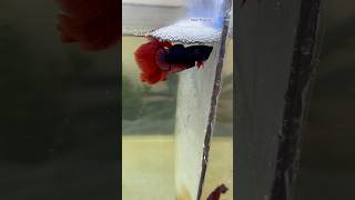 After releasing the female betta fish 🙀🥰 shorts bettafish breeding [upl. by Eihtur]