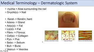 Medical Terminology  Lesson 10  Skin and Skin Conditions Dermatology [upl. by Bogart154]