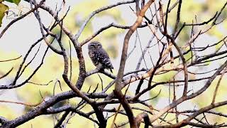 Forest Owlet [upl. by Haroldson720]