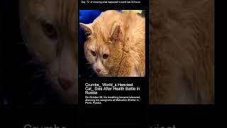 Crumbs Worlds Heaviest Cat Dies After Health Battle In Russia [upl. by Clair443]