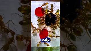 شاهد ماذا حدث للنمل بعد شرب برايم الأزرق 🐜🔵😱automobile اكسبلور ترند ضحك [upl. by Airotahs]