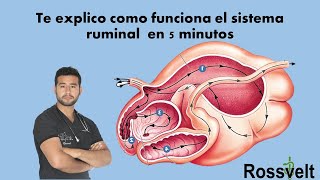 Fisiología Ruminal [upl. by Ociral]