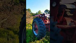 Farmall 826 in Action farmall farmallfanatic redpower shorts [upl. by Sundstrom]