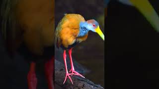 wood Rail birds nature birdslover [upl. by Neelat]