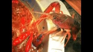 Crayfish amputates removes own claw to escape China hotpot [upl. by Recor]