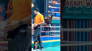 Orangutan Boxing Training in Thailand [upl. by Hymen896]