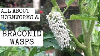 All about Hornworms amp Braconid Wasps [upl. by Claudie40]