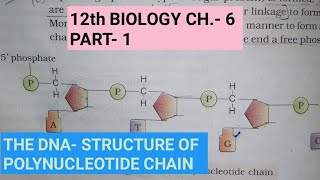 Class 12 biology chapter 6part 1molecular basis of inheritancethe DNAby study with Farru [upl. by Aneladgam]