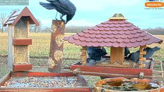 LIVE Bird Feeder Cam Recke Germany [upl. by Orbadiah260]